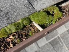 Tiny Gutter Oasis in Vancouver WA