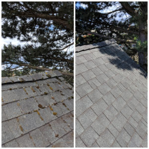 Forcewashing - Roof Cleaning Before and After Photo - Roof Cleaners in Vancouver WA
