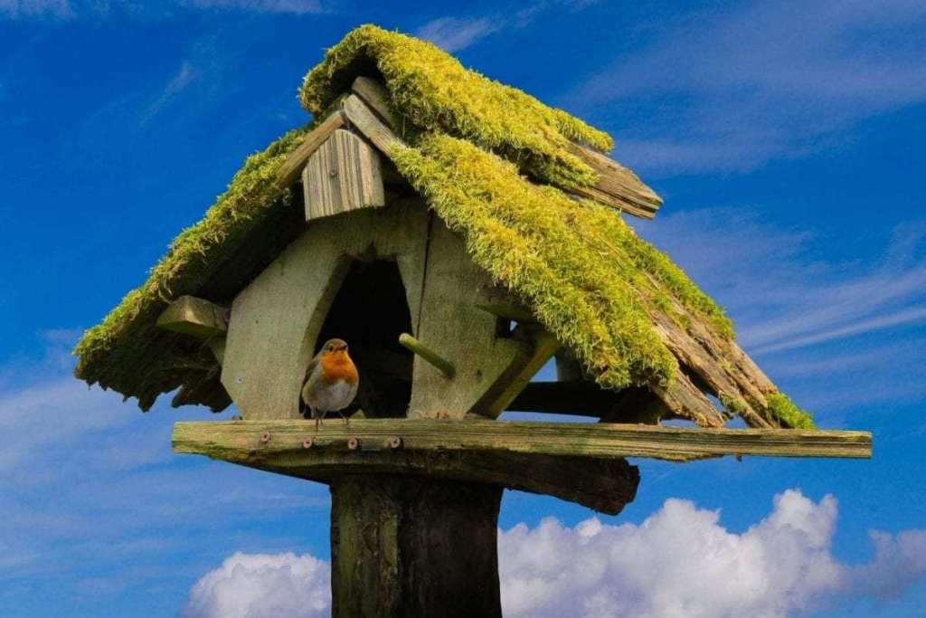 Mossy Birdhouse Vancouver WA